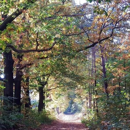 Vakantiehuis Op Rustig Bospark Veluwe Voorthuizen Kültér fotó