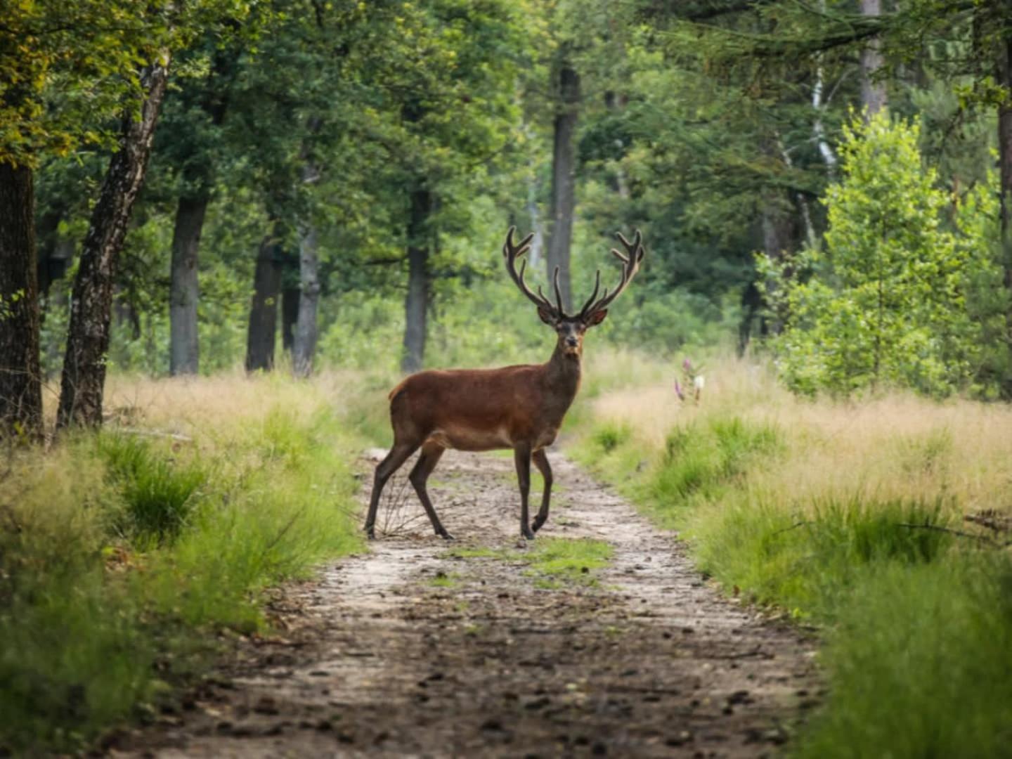 Vakantiehuis Op Rustig Bospark Veluwe Voorthuizen Kültér fotó