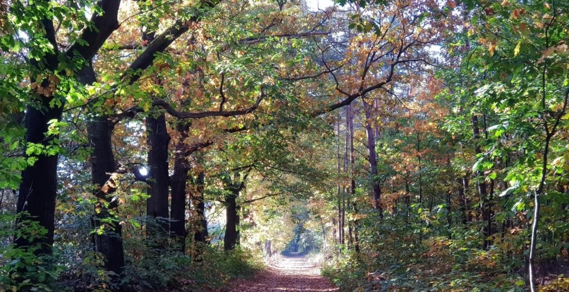 Vakantiehuis Op Rustig Bospark Veluwe Voorthuizen Kültér fotó